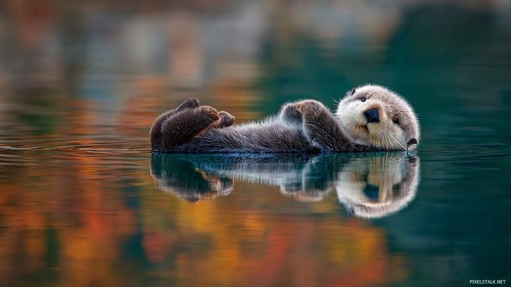 Photography Showcase