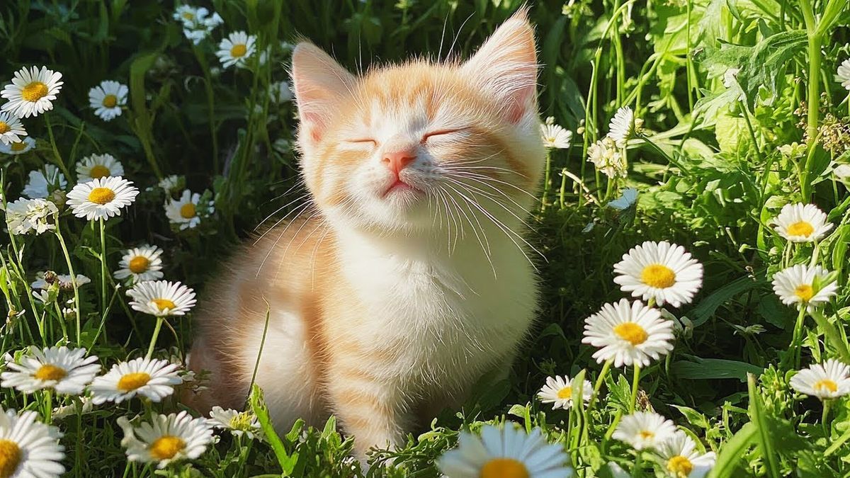 Filmmakers and Creative Studios