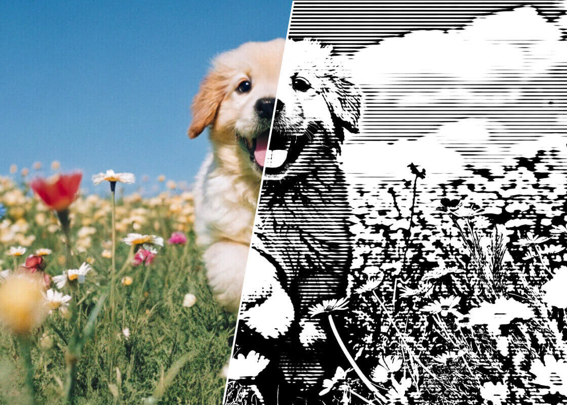 Pet & Animal Sketches