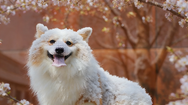 Frozen Pet Highlights