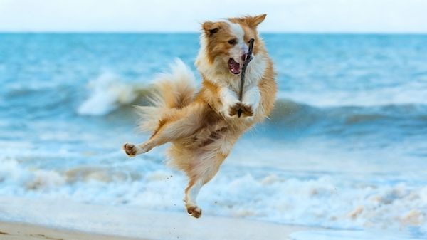 Intuitive and User-Friendly Interface