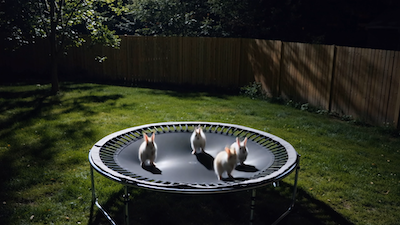 Night-Vision Bunny Bounce