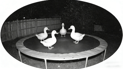 Short-Form Video Creators