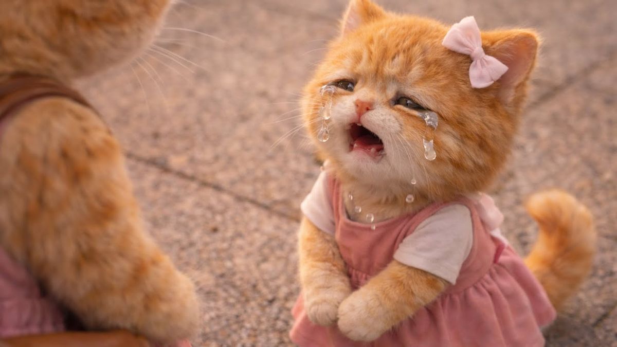 Beginner Video Creators